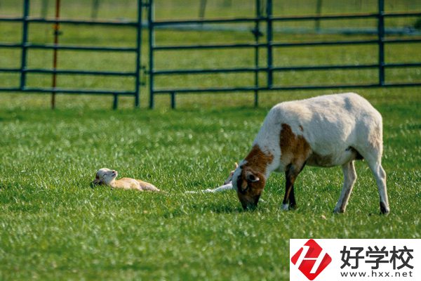 張家界旅游學(xué)校的優(yōu)勢在哪里？